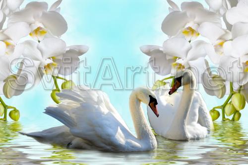 A pair of white swans and white orchids - F-229