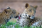 Two leopards on the grass - F-128