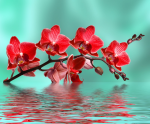 Peach flowers - F-158a