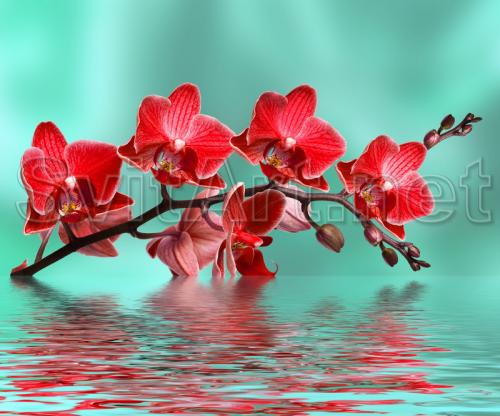 Peach flowers - F-158a