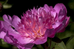Lilac lily on a black background - F-311
