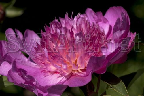 Lilac lily on a black background - F-311