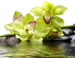 Yellow orchids - F-160