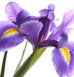 Flower purple iris - F-180