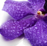 Flower Wanda - F-176