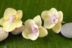 Yellow orchid - F-086