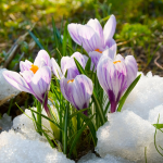 Flowers in the snow - F-021
