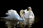 O pereche de lebede albe - F-202