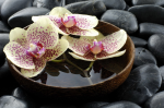 Magnolias in the bowl - F-037