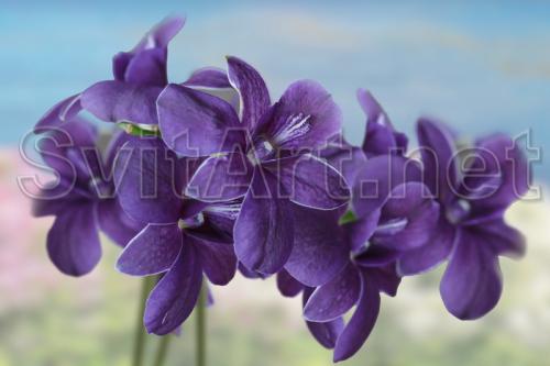 ������ ������� �� ���� ���� - F-217