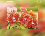 Orange orchid branch - �� F-204