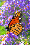 Butterfly on a flower - F-047