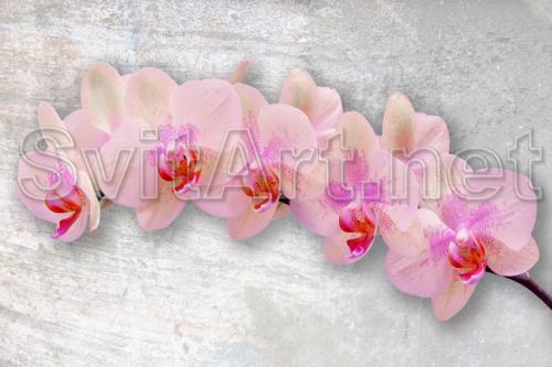 A branch of a pink orchid on a gray background - F-226