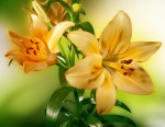 Yellow lily on a green background - F-048
