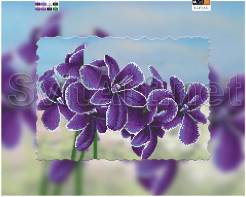 Violet irises - �� F-217