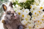 Chamomile and hare - F-033
