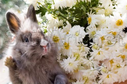 Chamomile and hare - F-033
