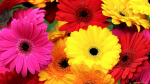 Bouquet of multicolored gerberas - F-318