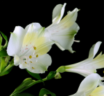 alb Alstroemeria - F-104