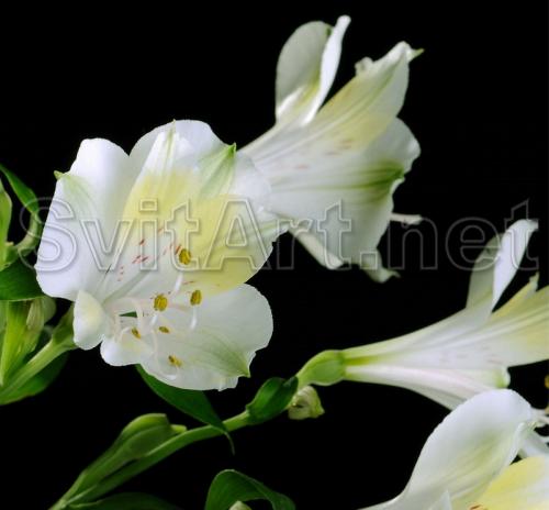 ����� ����������� - F-104