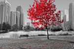 Mahogany on the background of the gray city - F-270