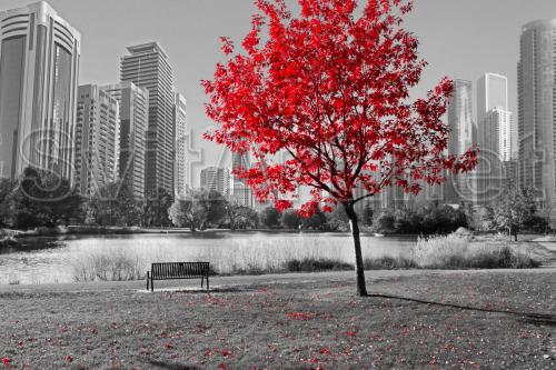 Mahogany on the background of the gray city - F-270